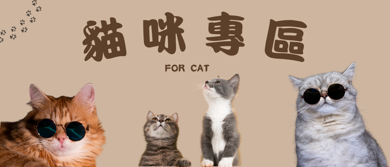 貓咪專區